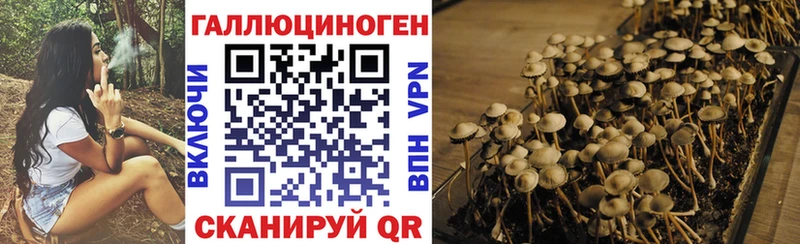 Купить закладки  Кондопога  Псилоцибиновые грибы мицелий 